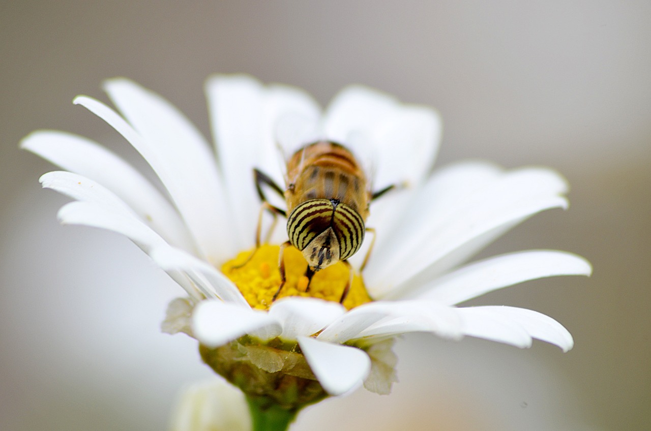 bee, insect, pollen-5105751.jpg