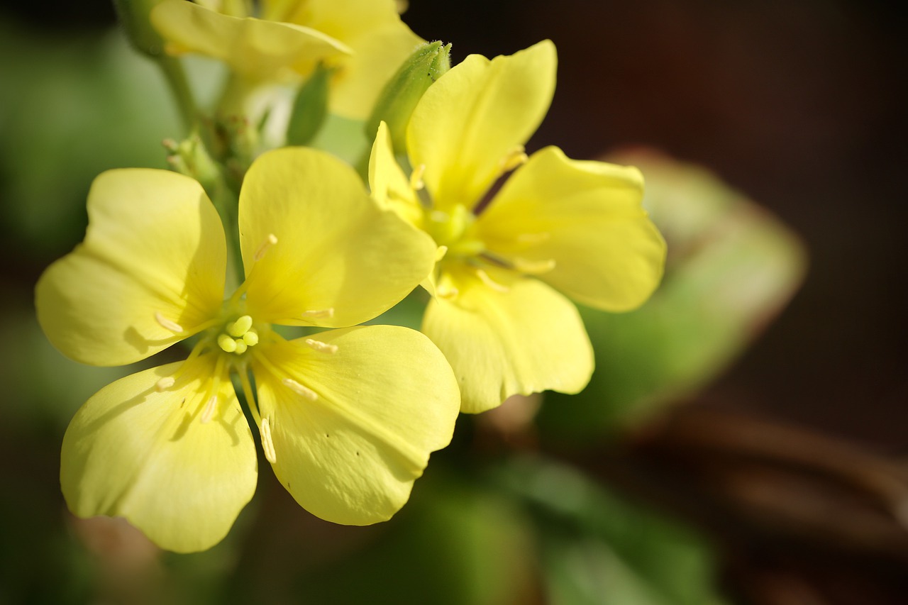 common evening primrose, evening primrose, oenothera biennis-7618039.jpg