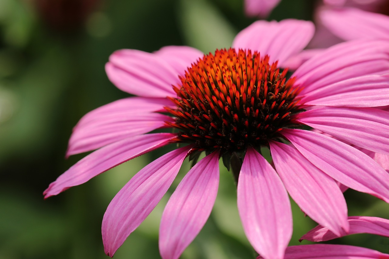 flower, flora, macro-7348301.jpg