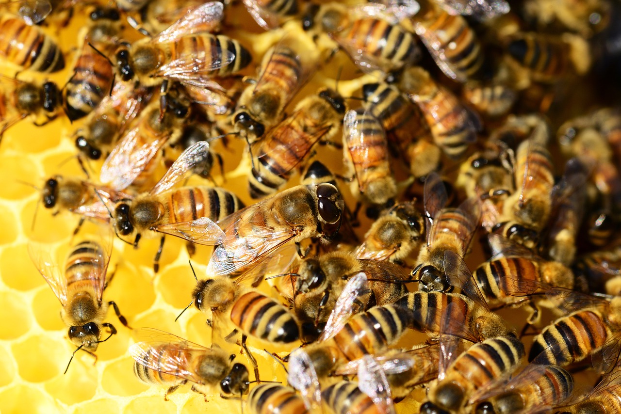 honey bees, beehive, honey-326336.jpg